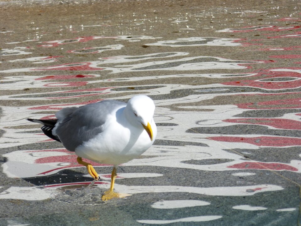 Port seagull water