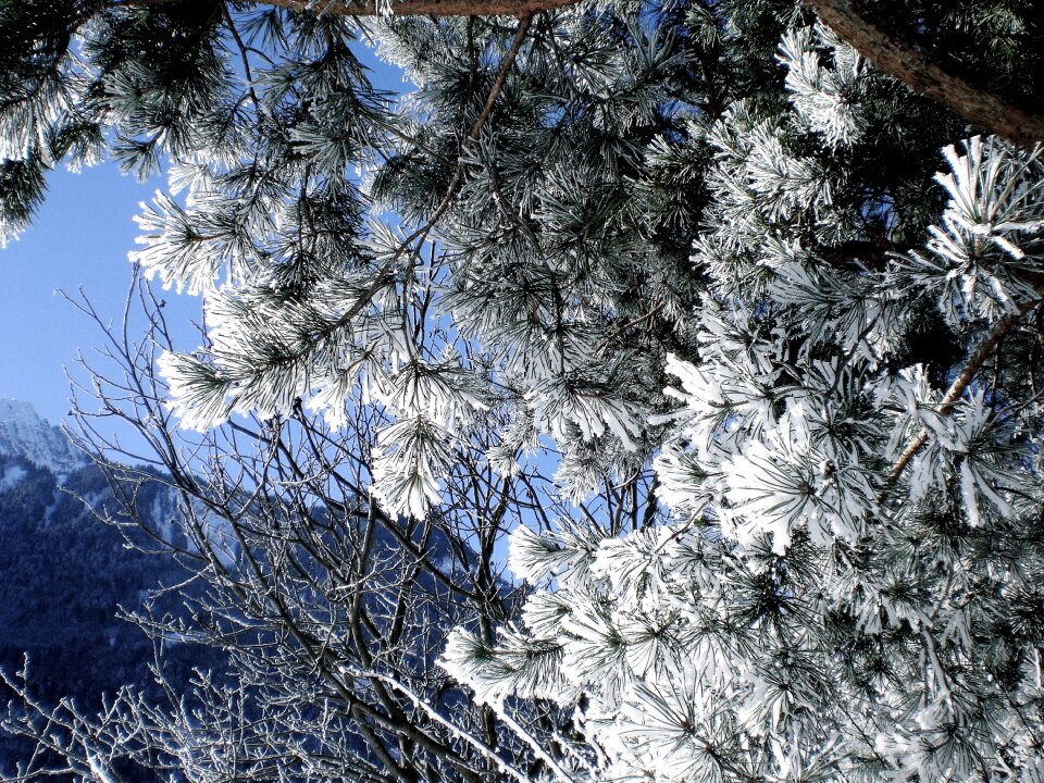 Winter nature branch