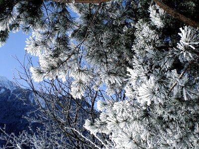 Winter nature branch photo