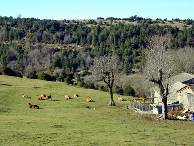 Pasture herd cévennes