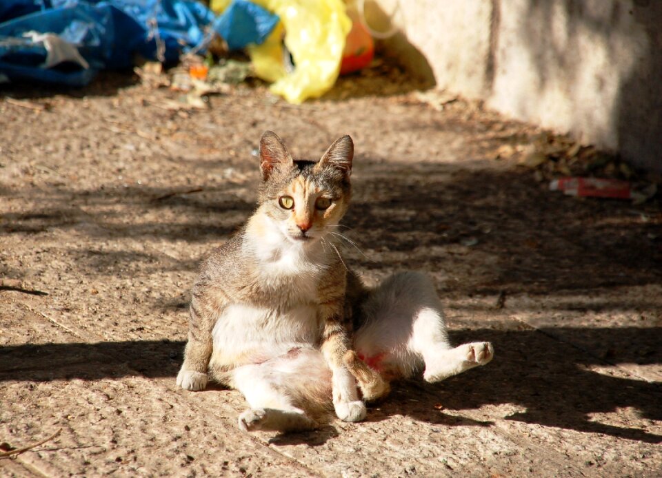 Tomcat domestic cat homeless
