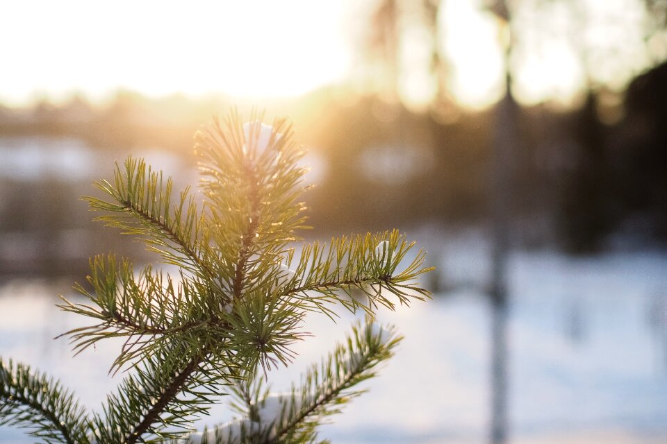 Snow nature forest photo