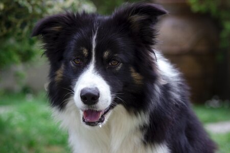 Border border collie nice