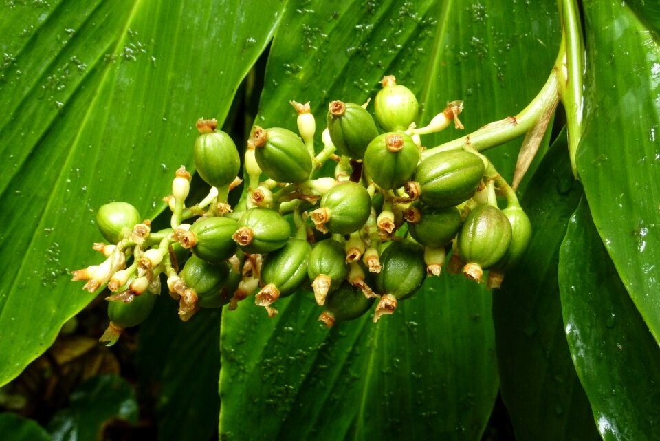 Nature rainforest caribbean
