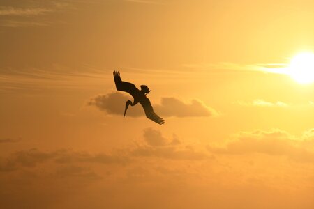 Sunrise silhouette wings photo