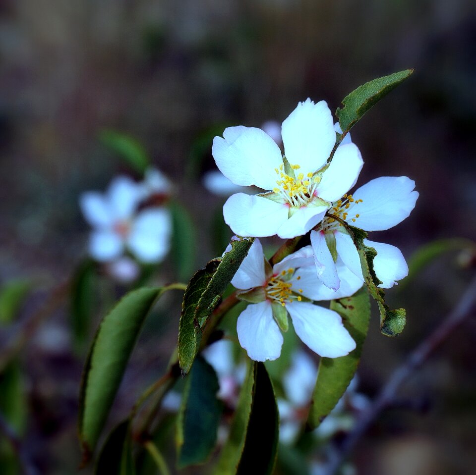 Spring flowering white flowers
