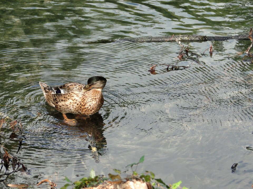 Bird water bird pond
