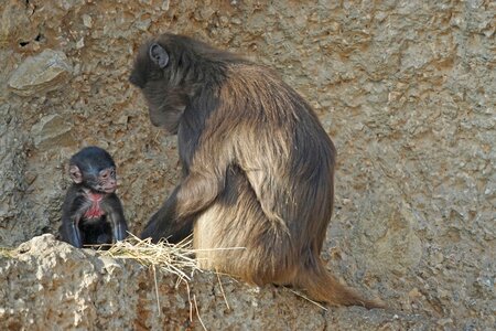 Mammal mother ape baby photo
