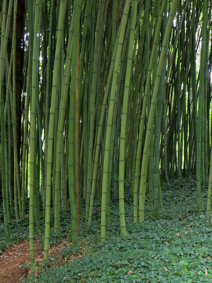 Natural nature forest