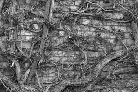 Ivy nature common