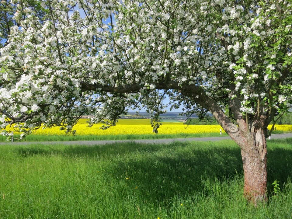 Blossom nature fruit