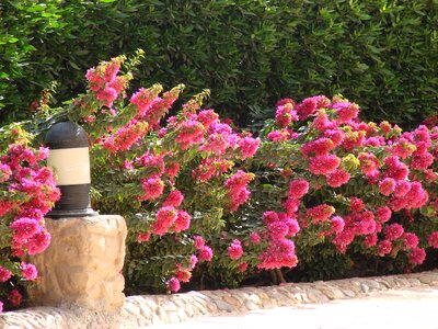 Plant flower bed beautiful flower