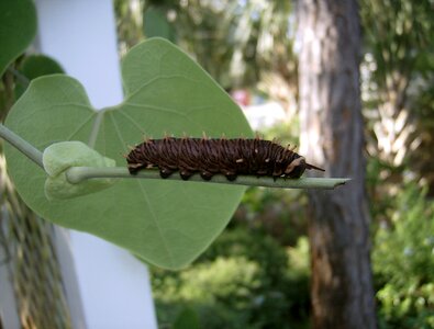 Larva insect