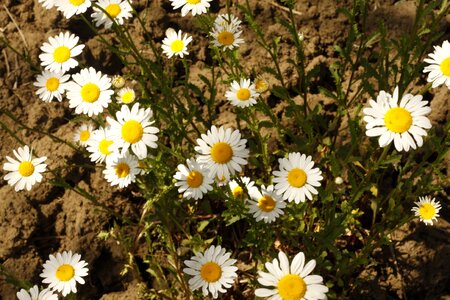 White flowers bouquet nature
