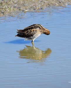 Pond search food fauna