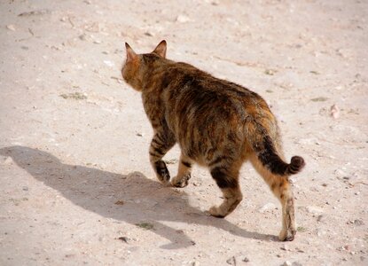 Domestic cat homeless fur photo