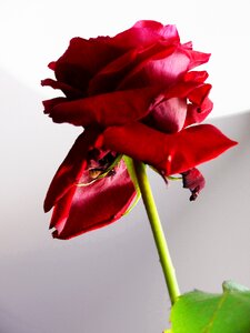 Blossom bloom rose blooms