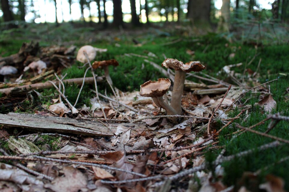Forest moss plant