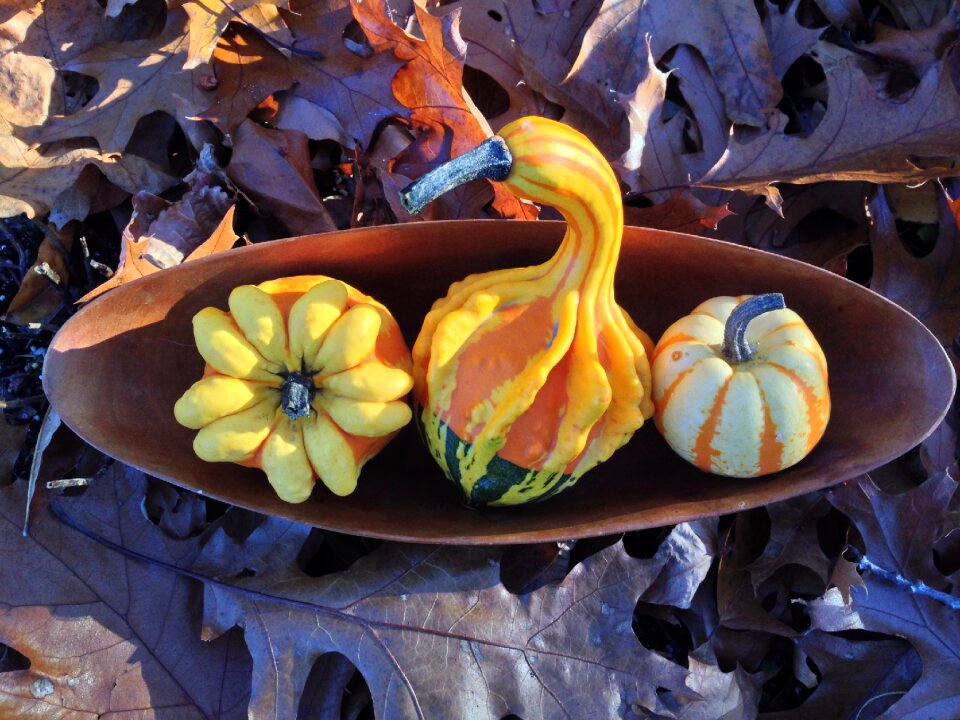Fall leaves squash