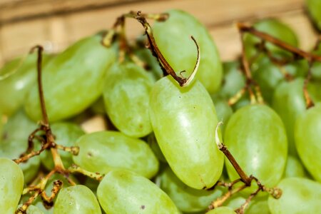 Berries varietal noble vine