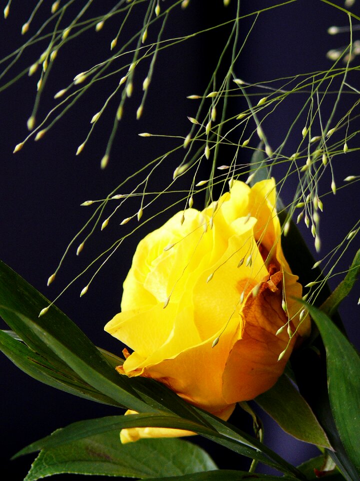 Blossom bloom plant