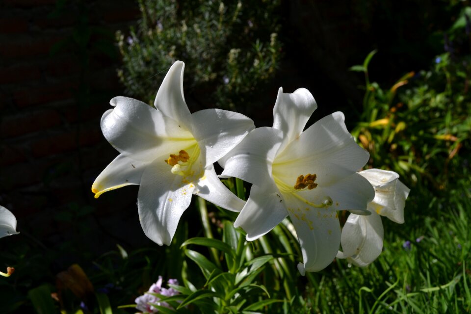 Flower garden sun