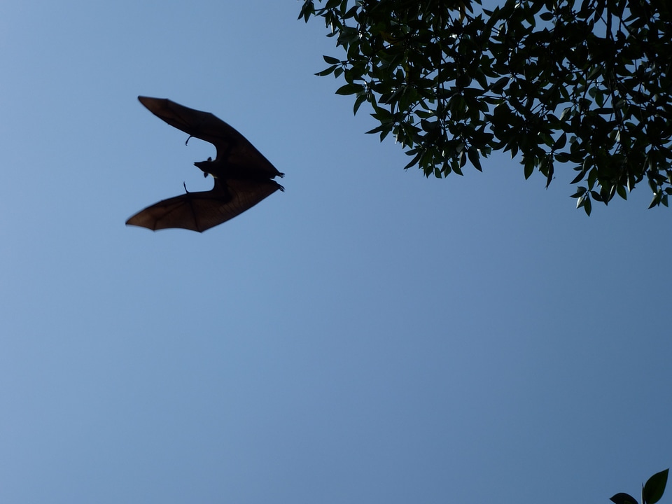 Bat vampire halloween