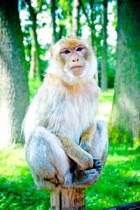Macaque species monkey old world monkey relatives