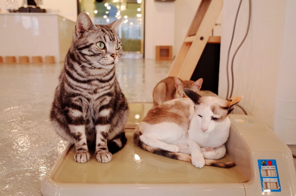 Animal pets cute animals