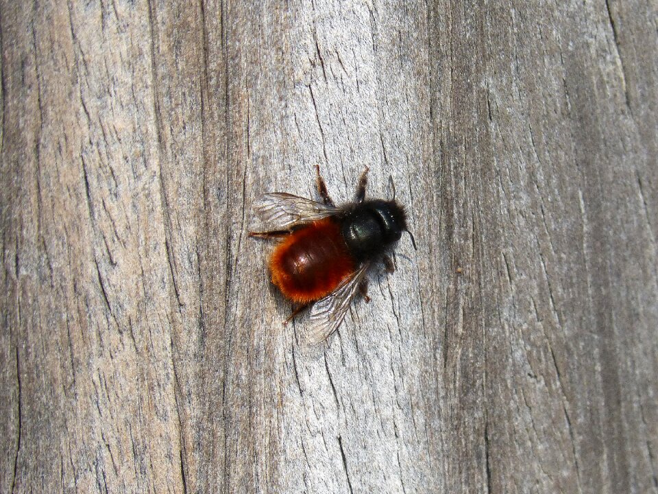 Bumblebee wood texture