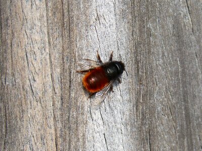 Bumblebee wood texture