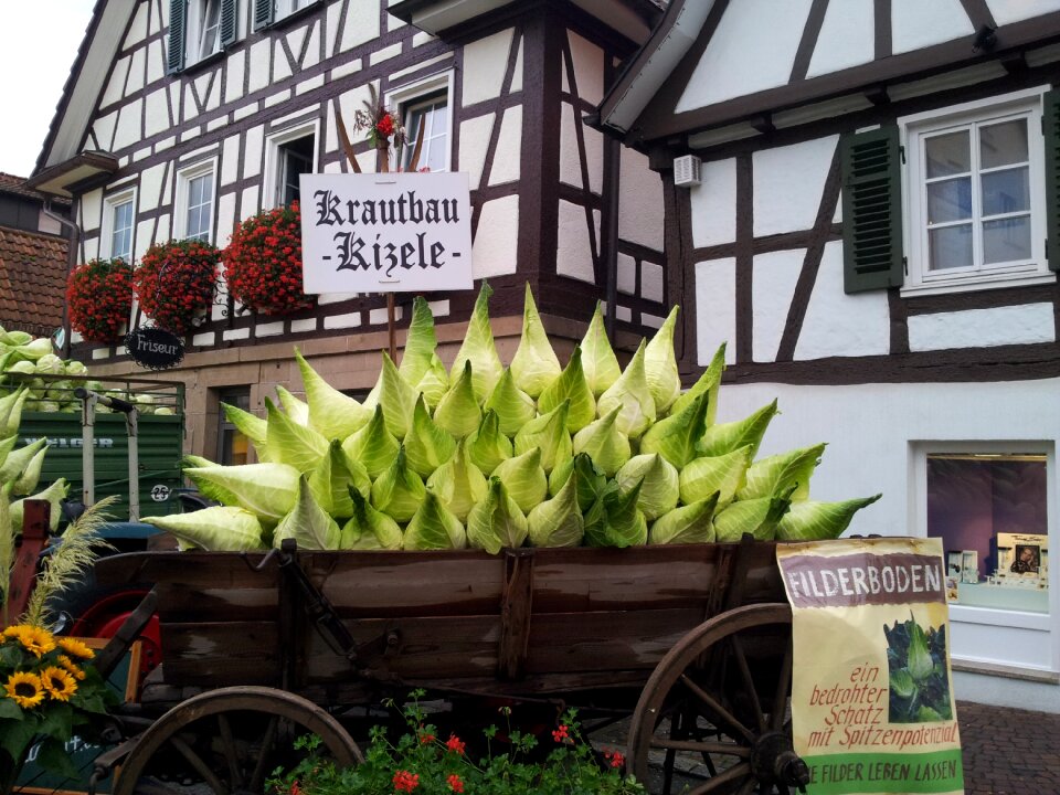 Herb cabbage festival stuttgart