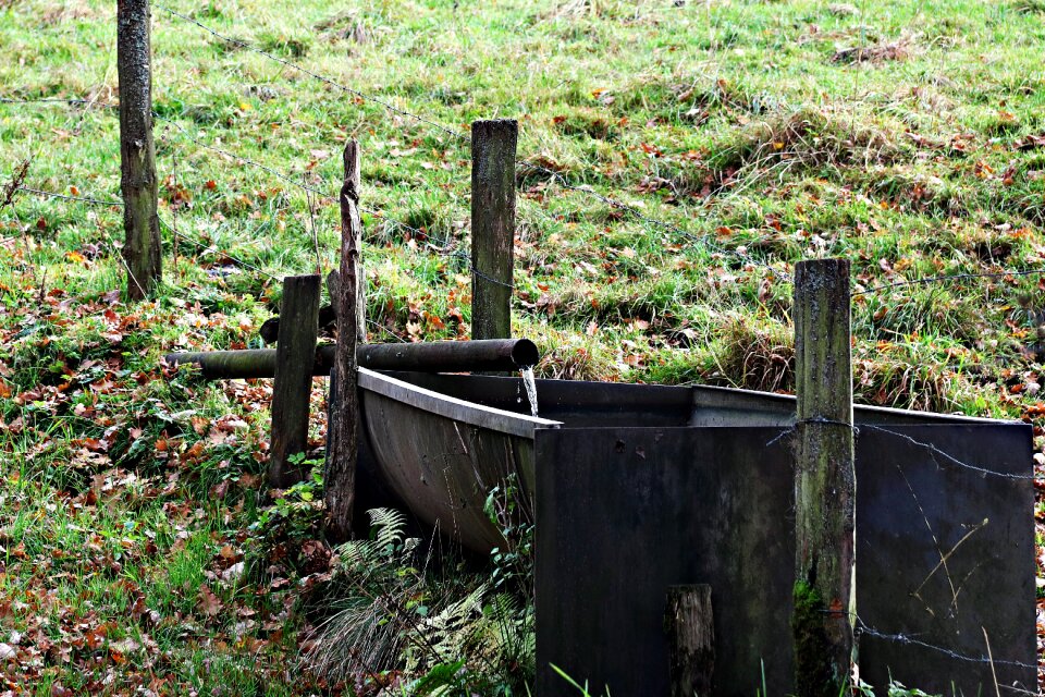 Thirst pasture faucet