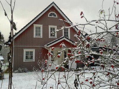 House snowy rose hip photo