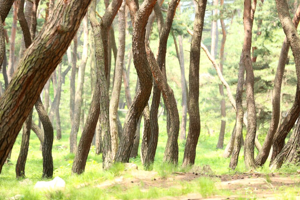 Grave tomb pine grove