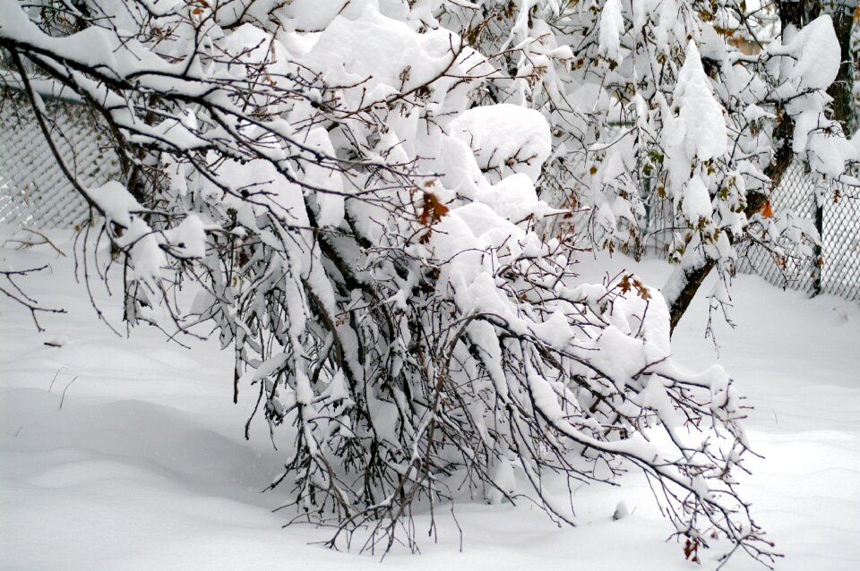 Cold nature forest photo