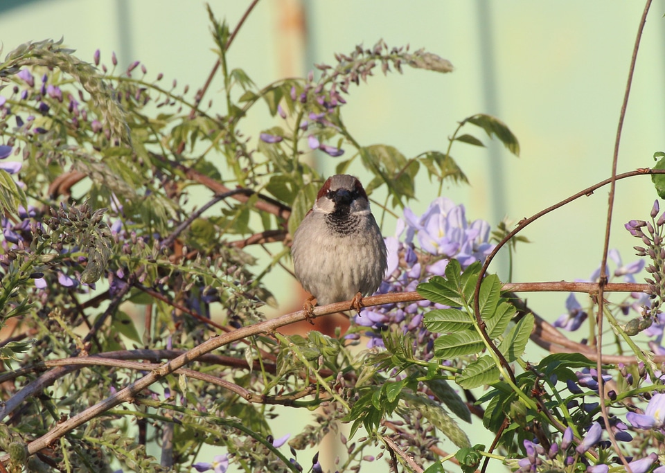 Birds animal animals