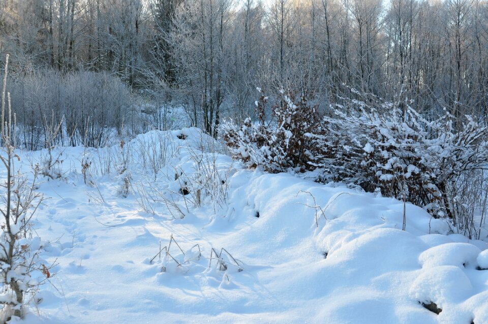 Winter forest snow