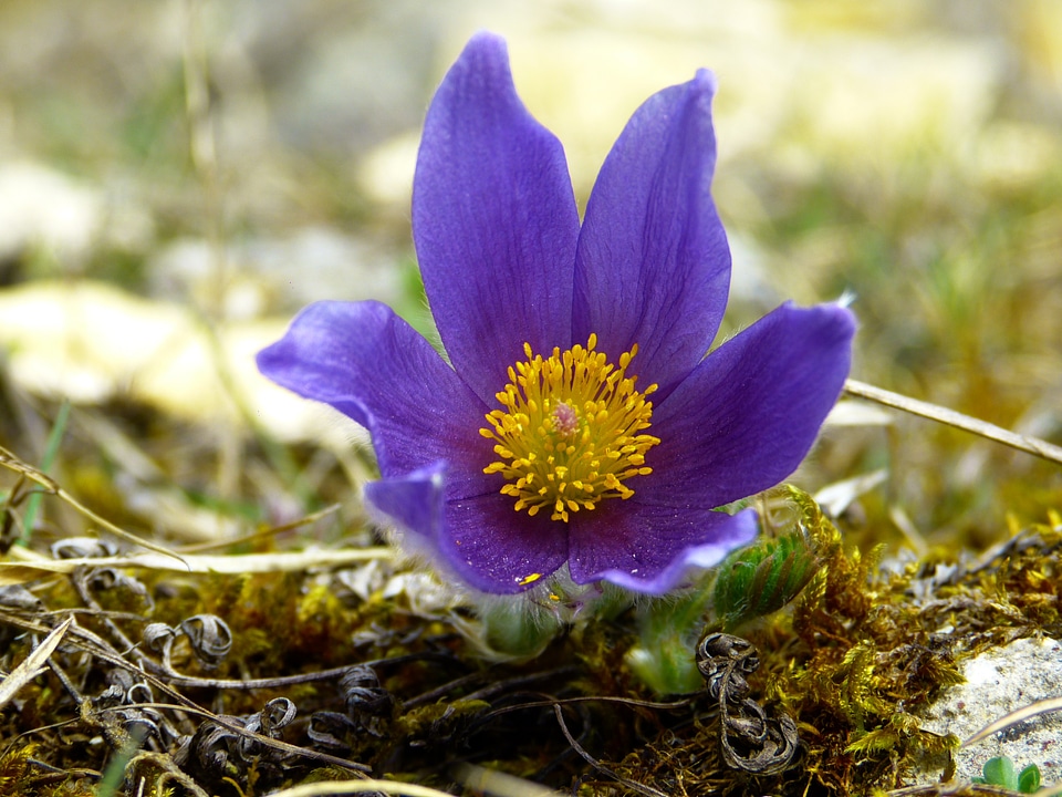 Flower purple blue
