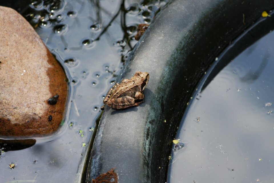 Nature garden pond with frogs