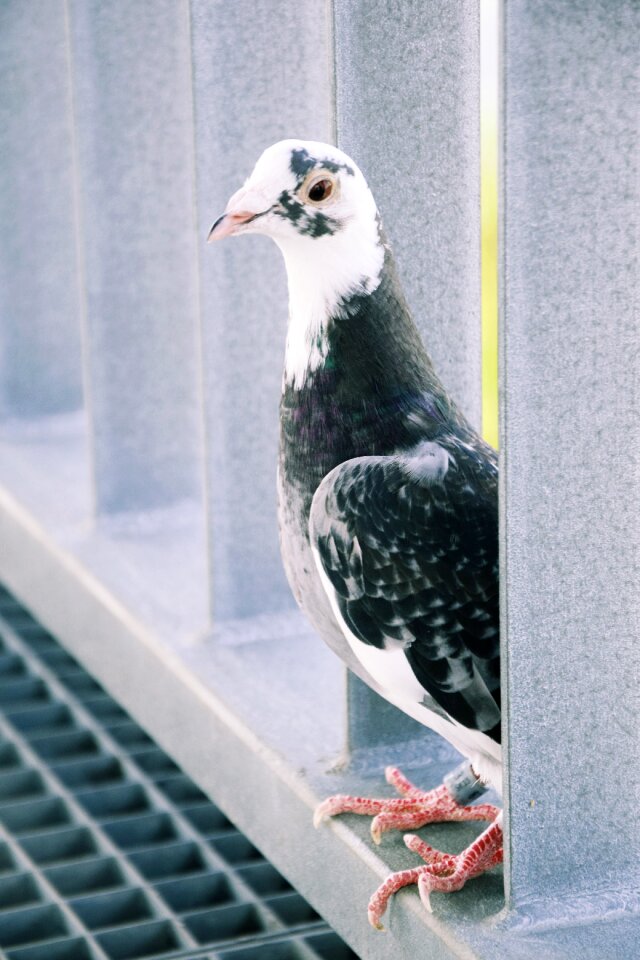 Wing beak pen