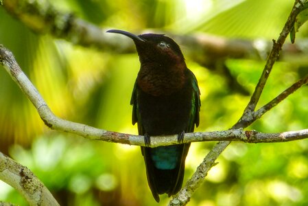Branch exotic feather