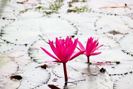 Pink lotus bua ban water