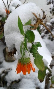 Snowy flower marigold