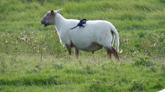 Meadow green animal