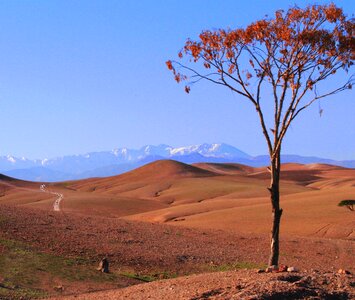 Morocco tree photo