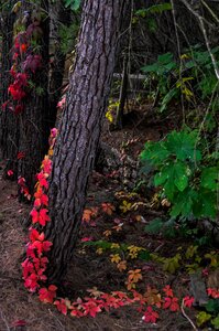 Contrast vegetation color