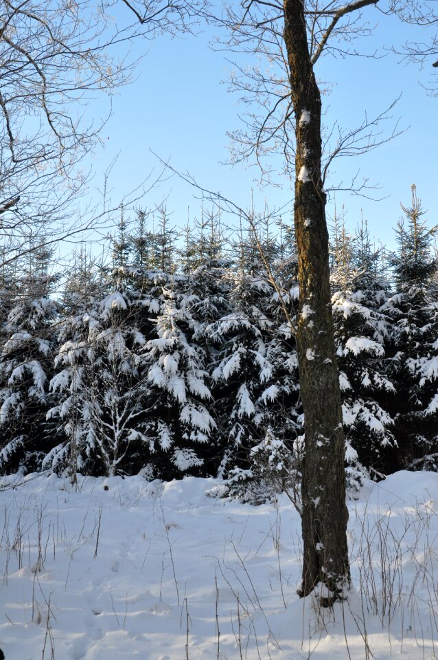 Nature snow christmas tree