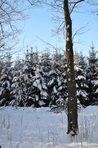 Nature snow christmas tree