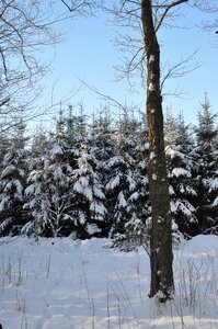 Nature snow christmas tree photo